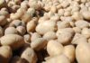 В Гавриловом Посаде пройдёт «День картошки»